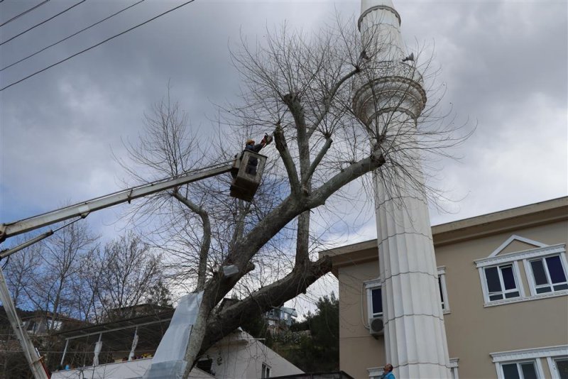 Alanya belediyesi doğa mirası ağaçları unutmadı