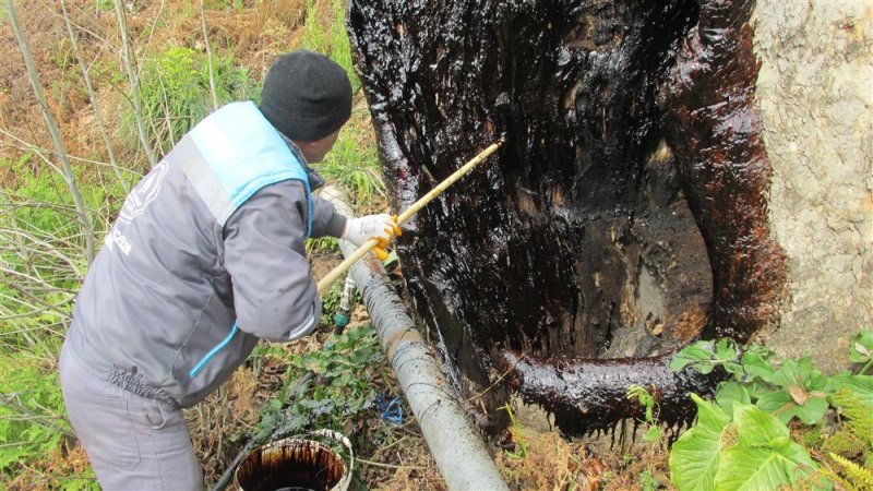 Alanya belediyesi doğa mirası ağaçları unutmadı
