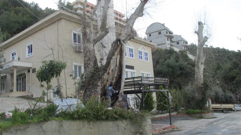 Alanya belediyesi doğa mirası ağaçları unutmadı