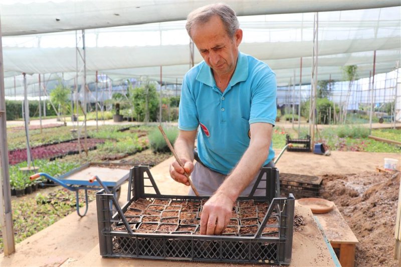 Alanya belediyesi su kabağı fidesi dağıtacak