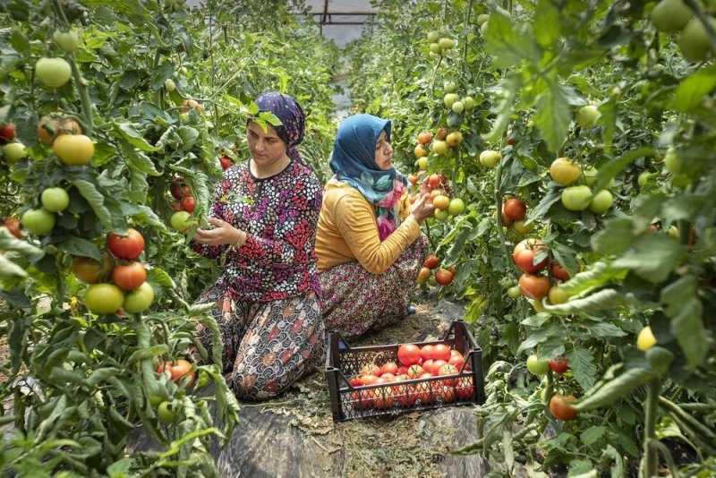 Alanya belediyesi 16. ulusal fotoğraf yarışması sonuçları açıklandı