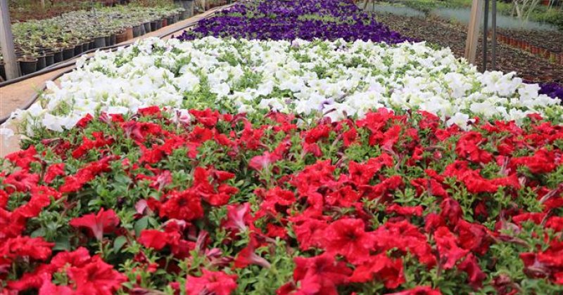 Alanya belediyesi, mevsimlik 600 bin çiçeği kentin farklı noktalarıyla buluşturuyor