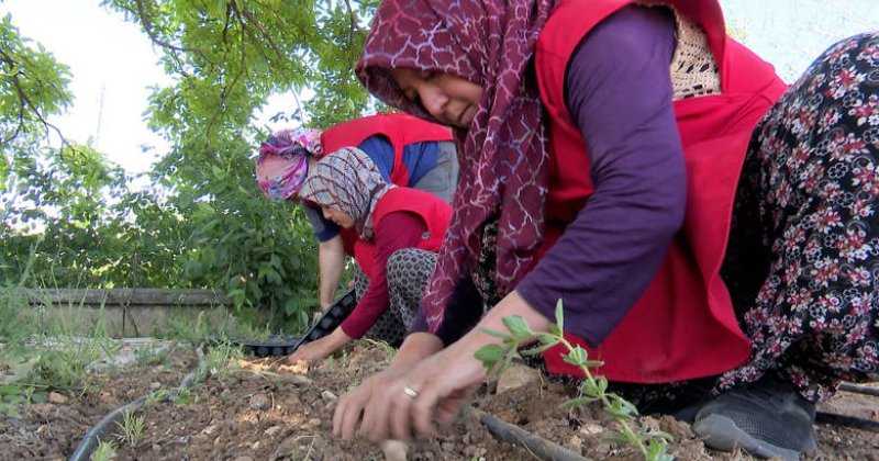 Büyükşehir’den Korkoop’lu Kadınlara Fide Desteği