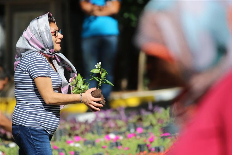 Alanya belediyesi bayramda ücretsiz 60 bin çiçek dağıtacak