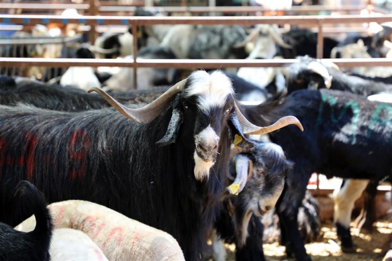 Alanya belediyesi’nin kapalı hayvan pazarı ve kurban satış yeri dualarla hizmete girdi