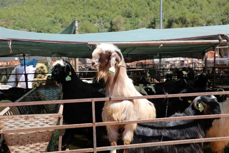 Alanya belediyesi’nin kapalı hayvan pazarı ve kurban satış yeri dualarla hizmete girdi