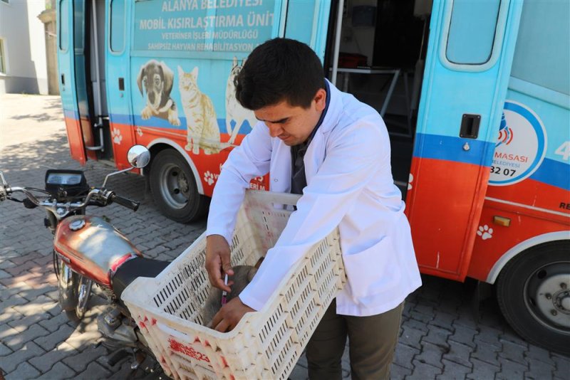 Alanya belediyesi kırsaldaki hayvanların bakım ve kontrollerini eksiksiz yapıyor