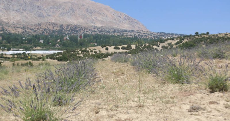 Büyükşehir Çorak Toprakları Lavanta Ile Buluşturdu