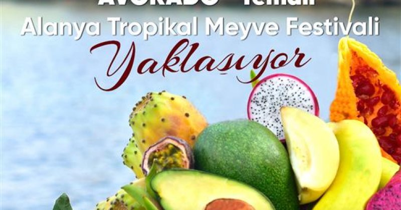 Avokado temalı tropikal meyve festivali yaklaşıyor