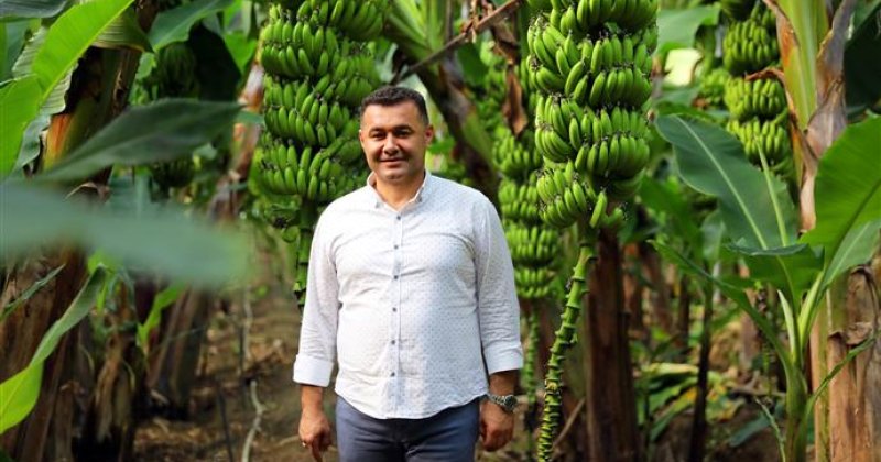 Avokado temalı tropikal meyve festivali yarın başlıyor