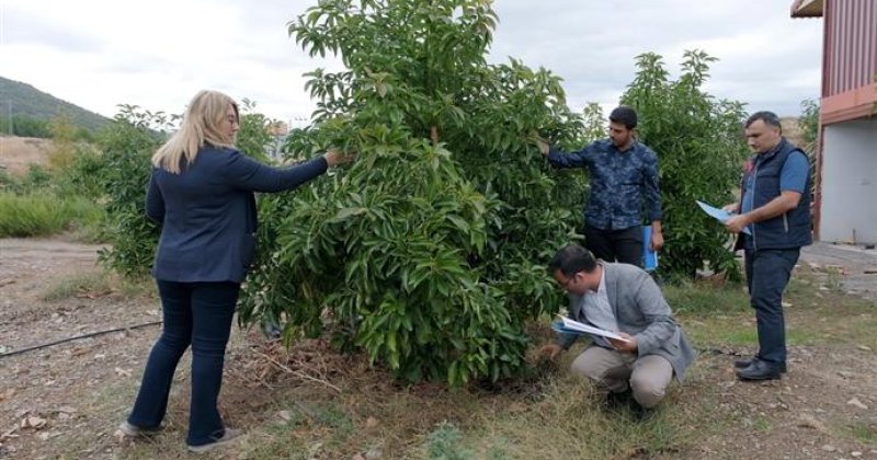 ‘en güzel avokado’ için jüri değerlendirmeleri yapıldı