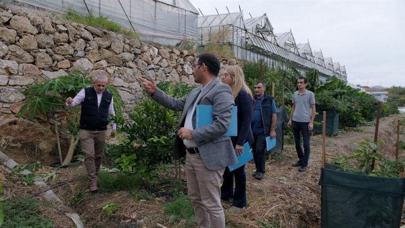 ‘en güzel avokado’ için jüri değerlendirmeleri yapıldı