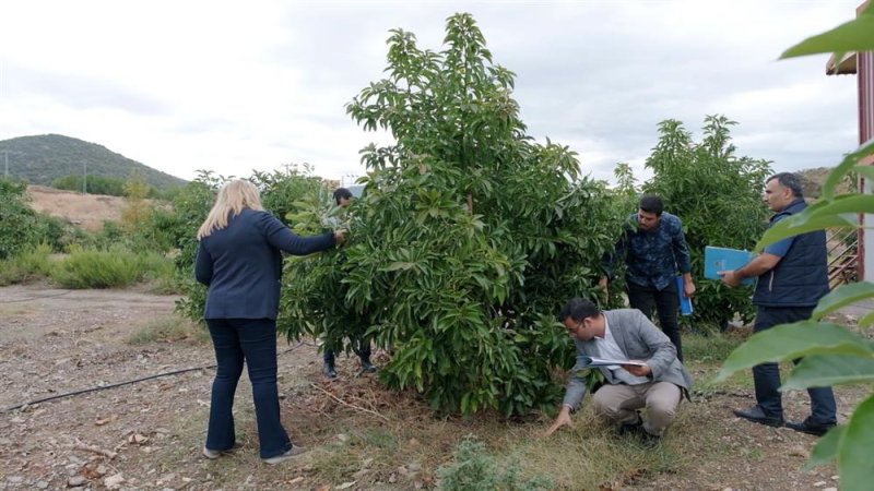 ‘en güzel avokado’ için jüri değerlendirmeleri yapıldı