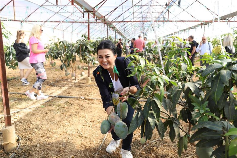 Tropikal meyve festivali'nin ikinci günü hasatla başladı