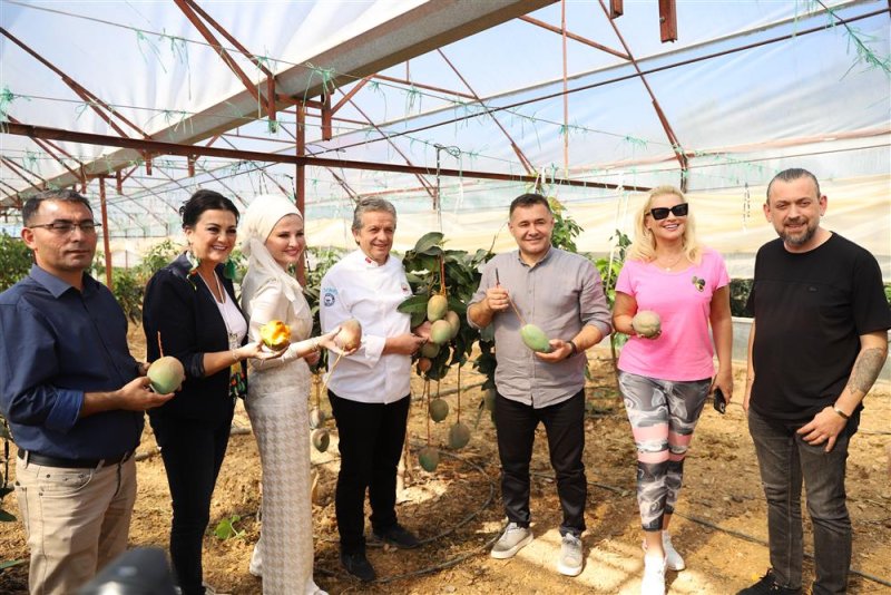 Tropikal meyve festivali'nin ikinci günü hasatla başladı