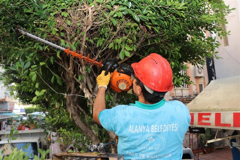 Alanya belediyesi kışlık bakım çalışmalarına devam ediyor