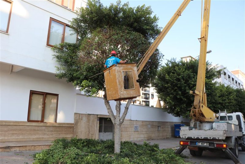 Alanya belediyesi kışlık bakım çalışmalarına devam ediyor