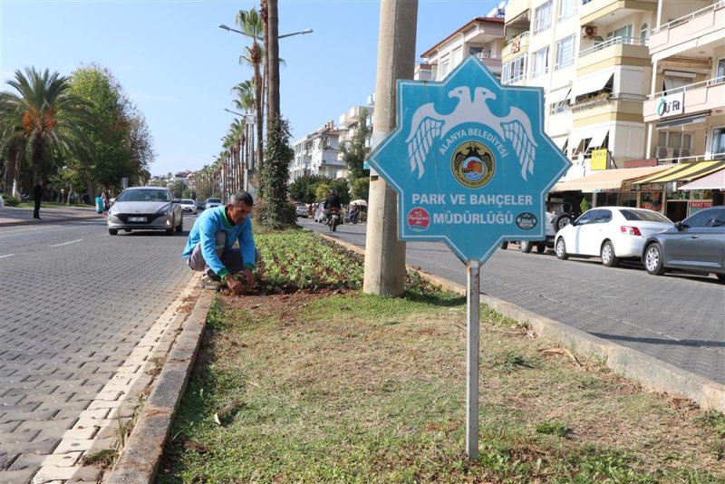 Tüm şehir kışlık mevsimlik çiçeklerle donatılıyor