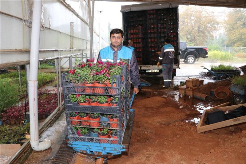 Tüm şehir kışlık mevsimlik çiçeklerle donatılıyor