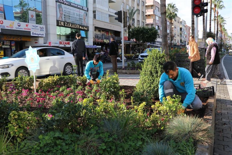 Tüm şehir kışlık mevsimlik çiçeklerle donatılıyor