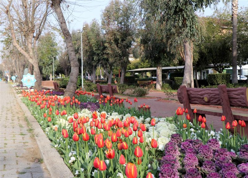 Alanya lale, sümbül ve nergislerle renklendi