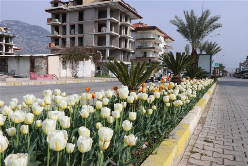 Alanya lale, sümbül ve nergislerle renklendi