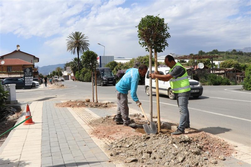 Alanya belediyesi daha yeşil bir alanya için çalışmalarına devam ediyor