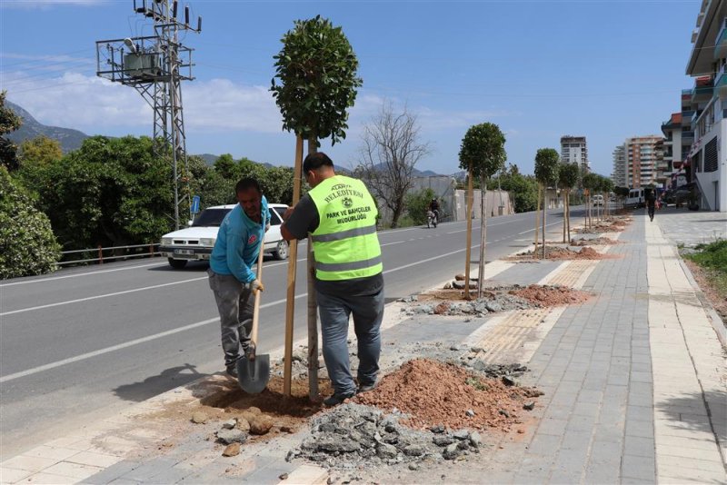 Alanya belediyesi daha yeşil bir alanya için çalışmalarına devam ediyor