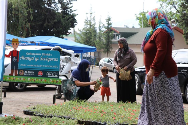 Alanya belediyesi ramazan bayramı’nda ücretsiz 62 bin 500 çiçek dağıtacak