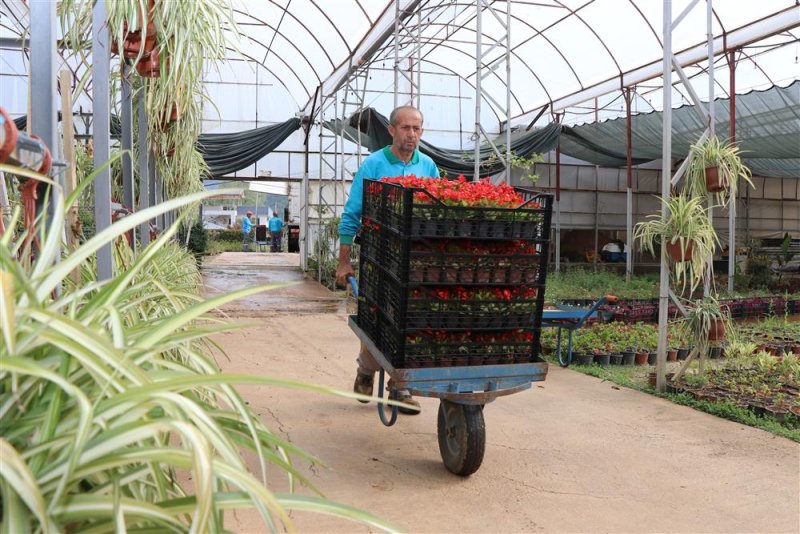 Alanya belediyesi ramazan bayramı’nda ücretsiz 62 bin 500 çiçek dağıtacak