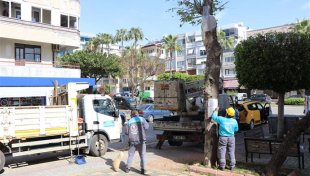 Doğa mirası ağaçlara bakım ve rehabilitasyon çalışmaları devam ediyor