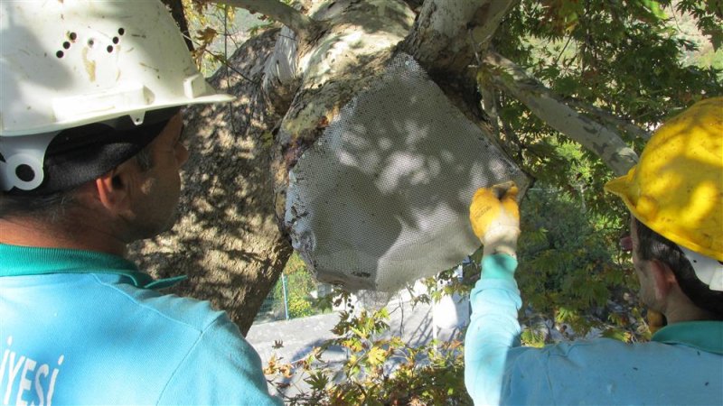 Doğa mirası ağaçlara bakım ve rehabilitasyon çalışmaları devam ediyor