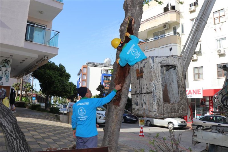 Doğa mirası ağaçlara bakım ve rehabilitasyon çalışmaları devam ediyor