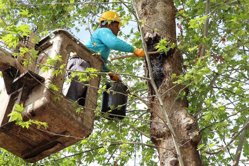 Doğa mirası ağaçlara bakım ve rehabilitasyon çalışmaları devam ediyor