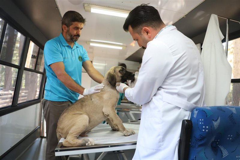 Alanya belediyesi mobil kısırlaştırma aracı yaylalarda