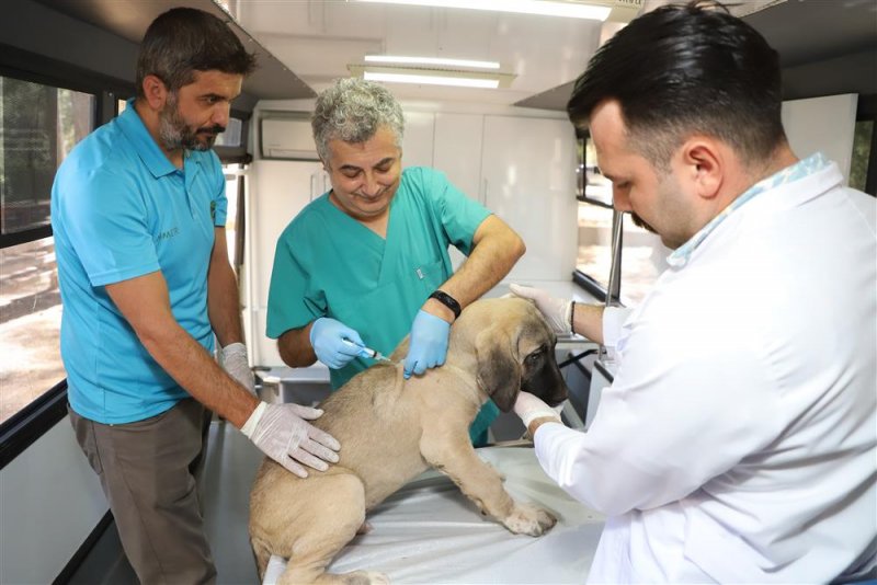Alanya belediyesi mobil kısırlaştırma aracı yaylalarda