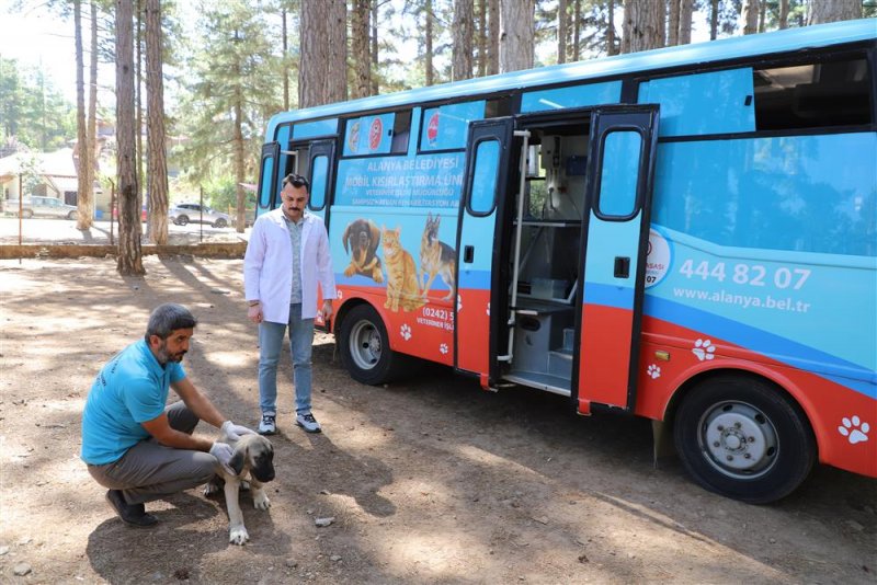 Alanya belediyesi mobil kısırlaştırma aracı yaylalarda
