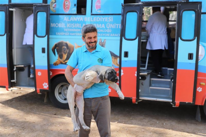 Alanya belediyesi mobil kısırlaştırma aracı yaylalarda