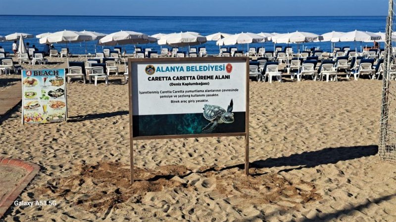 Alanya belediyesi’nden caretta carettalara özel çalışma yumurtlama alanları işaretlendi