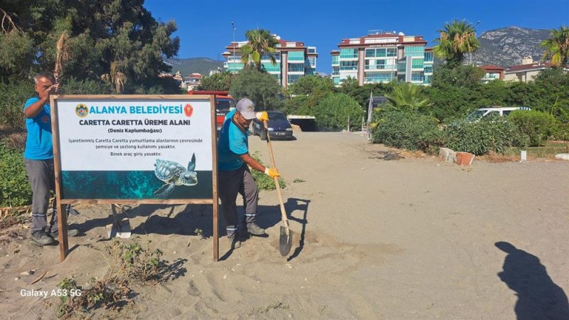 Alanya belediyesi’nden caretta carettalara özel çalışma yumurtlama alanları işaretlendi