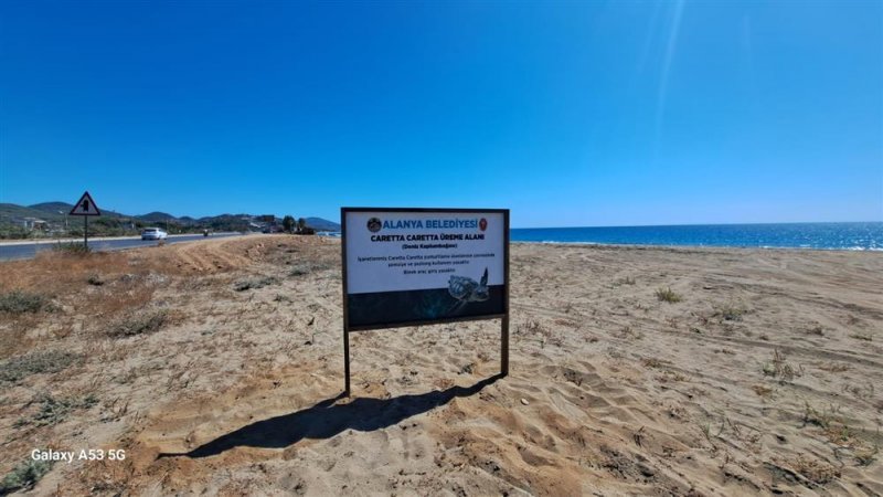 Alanya belediyesi’nden caretta carettalara özel çalışma yumurtlama alanları işaretlendi