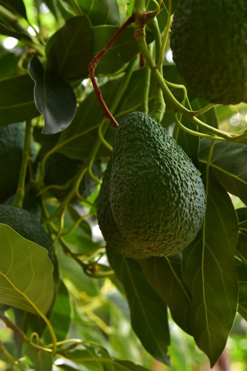 Alanya'da avokado ve mango temalı tropikal meyve festivali başlıyor