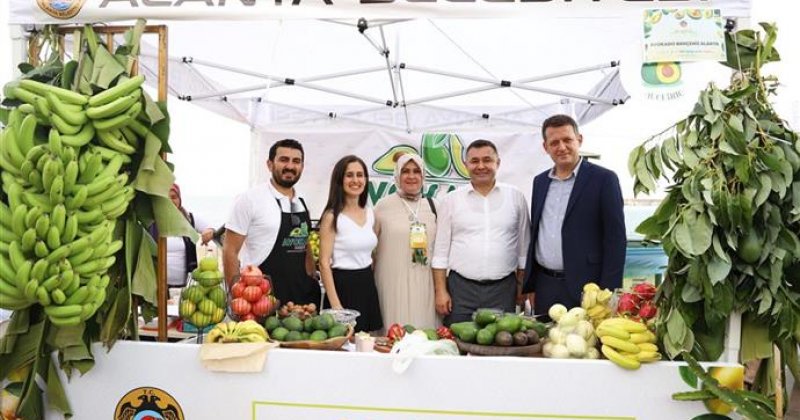 Avokado ve mango temalı tropikal meyve festivali için hazırlıklar sürüyor
