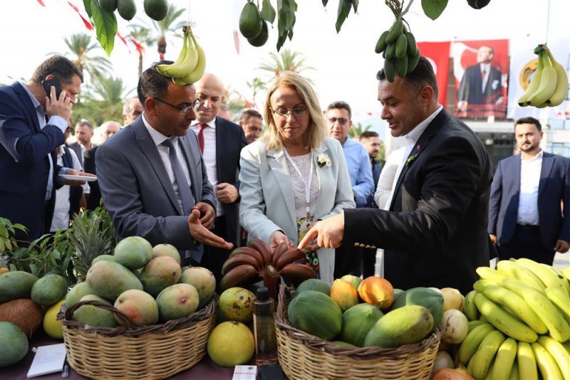 Avokado ve mango temalı tropikal meyve festivali için hazırlıklar sürüyor