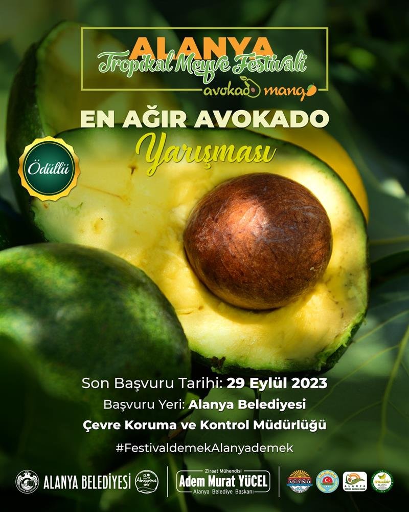 Avokado ve mango temalı tropikal meyve festivali için hazırlıklar sürüyor