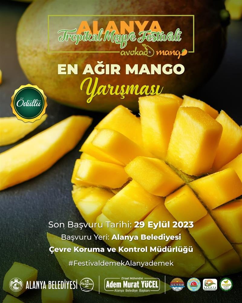 Avokado ve mango temalı tropikal meyve festivali için hazırlıklar sürüyor