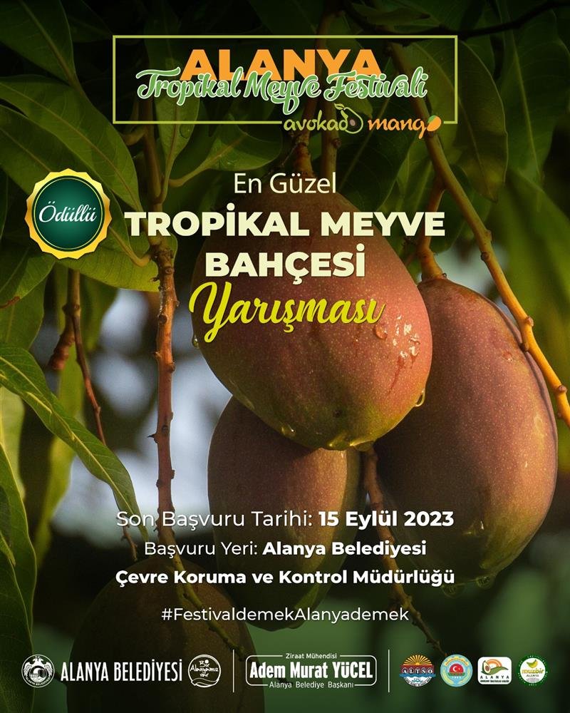 Avokado ve mango temalı tropikal meyve festivali için hazırlıklar sürüyor