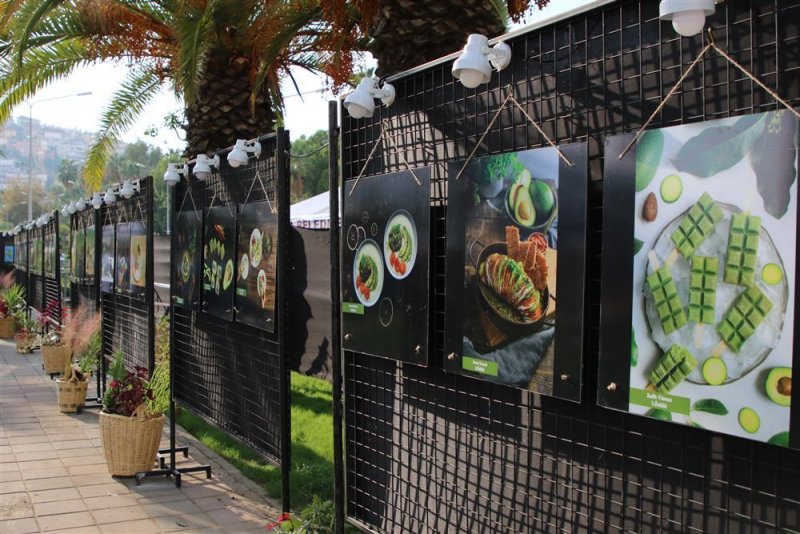 Avokado ve mango temalı tropikal meyve festivali için hazırlıklar sürüyor