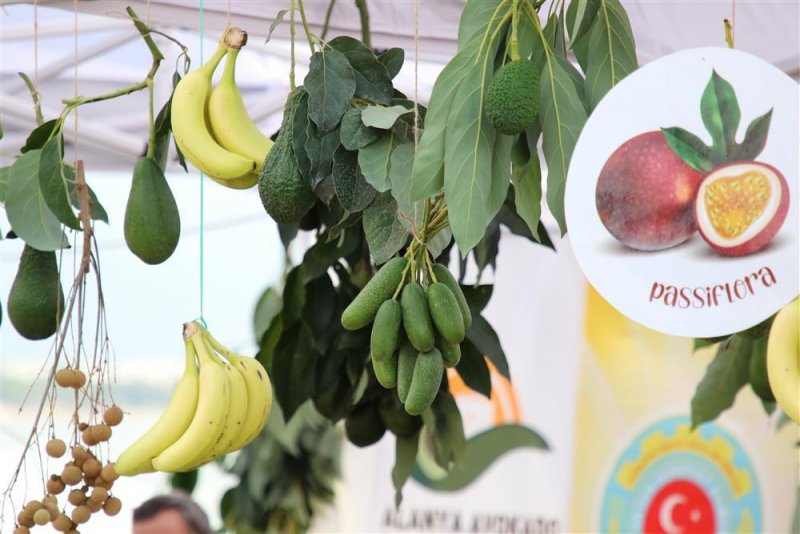 Avokado ve mango temalı tropikal meyve festivali için hazırlıklar sürüyor