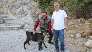 Yaralı keçi tedavisinin ardından yeniden doğaya bırakıldı